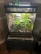 Crested Gecko Reptiles for sale in Worthington, OH, USA. price: NA