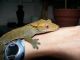 Crested Gecko Reptiles for sale in Norwalk, CT, USA. price: NA