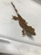 Crested Gecko Reptiles for sale in Pottstown, PA 19464, USA. price: NA