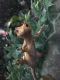 Crested Gecko Reptiles for sale in Riverview, FL, USA. price: NA