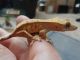 Crested Gecko Reptiles for sale in Buffalo, NY, USA. price: NA