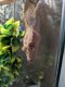 Crested Gecko Reptiles for sale in Glendale, AZ, USA. price: $200