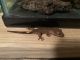 Crested Gecko Reptiles for sale in Roanoke, VA, USA. price: NA