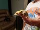 Crested Gecko Reptiles for sale in North Richland Hills, TX, USA. price: NA