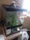 Crested Gecko Reptiles for sale in Pagosa Springs, CO 81147, USA. price: NA