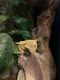 Crested Gecko Reptiles for sale in Saginaw, TX 76179, USA. price: $180