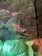Crested Gecko Reptiles for sale in Port Charlotte, FL, USA. price: $30