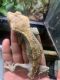 Crested Gecko Reptiles