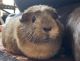 Crested Guinea Pig Rodents for sale in Lucas, TX 75002, USA. price: $15