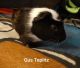 Crested Guinea Pig Rodents for sale in Chicago, IL 60630, USA. price: $80