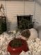 Crested Guinea Pig Rodents for sale in Chula Vista, CA 91915, USA. price: $150