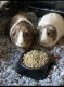 Crested Guinea Pig Rodents for sale in South San Jose, San Jose, CA, USA. price: NA