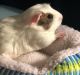 Crested Guinea Pig Rodents for sale in Modesto, CA, USA. price: $45