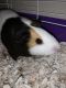 Crested Guinea Pig Rodents for sale in 3941 Wells Dr, Kempner, TX 76539, USA. price: $65