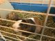 Crested Guinea Pig Rodents for sale in 13331 N MacArthur Blvd, Oklahoma City, OK 73142, USA. price: NA