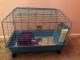 Crested Guinea Pig Rodents for sale in Virginia Beach, VA, USA. price: $95