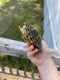 Cumberland Turtle Reptiles for sale in North Wilkesboro, NC 28659, USA. price: NA