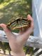 Cumberland Turtle Reptiles
