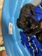 Curly Coated Retriever Puppies for sale in Tampa, FL 33613, USA. price: $500