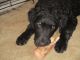 Curly Coated Retriever Puppies