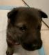 Czechoslovakian Wolfdog Puppies for sale in 108 Main St, Idalou, TX 79329, USA. price: $500
