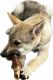Czechoslovakian Wolfdog Puppies for sale in Van Nuys, CA 91406, USA. price: $4,000