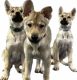 Czechoslovakian Wolfdog Puppies
