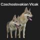 Czechoslovakian Wolfdog Puppies