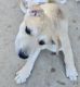 Czechoslovakian Wolfdog Puppies for sale in Yuma, Arizona. price: NA