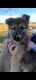 Czechoslovakian Wolfdog Puppies for sale in Athens, GA, USA. price: NA