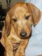Dachshund Puppies for sale in Phoenix, AZ 85044, USA. price: $649