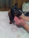 Dachshund Puppies for sale in Lizella, GA 31052, USA. price: NA