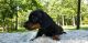 Dachshund Puppies for sale in Kent, WA, USA. price: NA