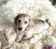 Dachshund Puppies for sale in Ketchikan, AK 99901, USA. price: NA