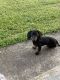 Dachshund Puppies for sale in Canton, TX 75103, USA. price: NA