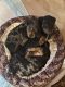 Dachshund Puppies for sale in New London, MN, USA. price: NA
