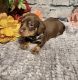 Dachshund Puppies for sale in Cambridge, MD 21613, USA. price: $1,100