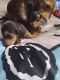 Dachshund Puppies for sale in Ladson, SC 29485, USA. price: NA
