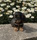 Dachshund Puppies for sale in Dracut, MA 01826, USA. price: $1,600