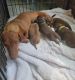 Dachshund Puppies for sale in Carrollton, VA 23314, USA. price: $1,500