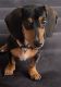 Dachshund Puppies for sale in Augusta, GA, USA. price: NA