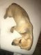Dachshund Puppies for sale in Phoenix, AZ 85009, USA. price: $200