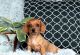 Dachshund Puppies for sale in Atlanta, GA 30318, USA. price: NA