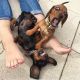 Dachshund Puppies for sale in Dockweiler, CA 90007, USA. price: NA