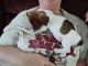 Dachshund Puppies for sale in Kent City, MI 49330, USA. price: NA