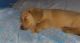 Dachshund Puppies for sale in New York, NY, USA. price: $2,100