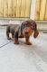 Dachshund Puppies for sale in Borger, TX 79007, USA. price: NA