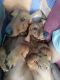 Dachshund Puppies for sale in Kapra - Saket Rd, Arun Nagar, Kapra, Secunderabad, Telangana, India. price: 5000 INR