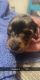 Dachshund Puppies for sale in Rolla, MO, USA. price: NA