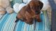 Dachshund Puppies for sale in Austin, TX, USA. price: NA